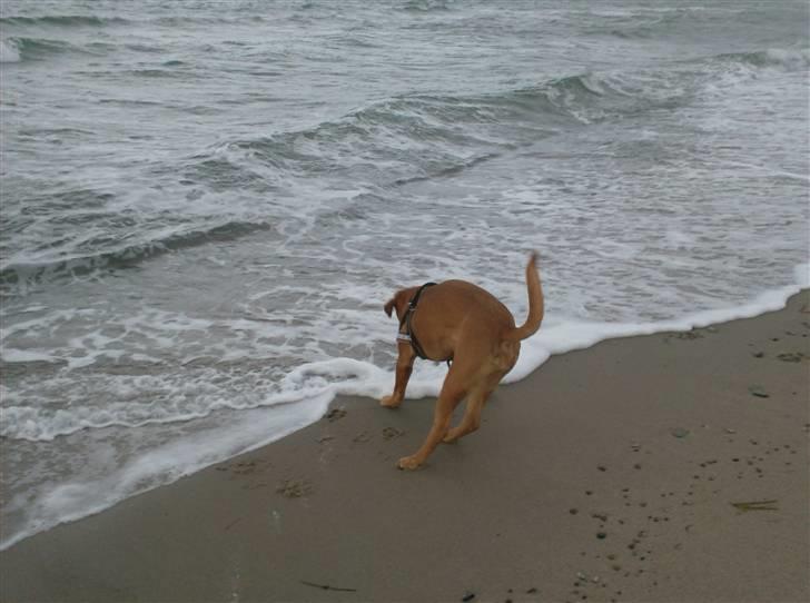 Dogue de bordeaux Betty (sveske) R.I.P.  - jeg er ved at blive modig billede 18