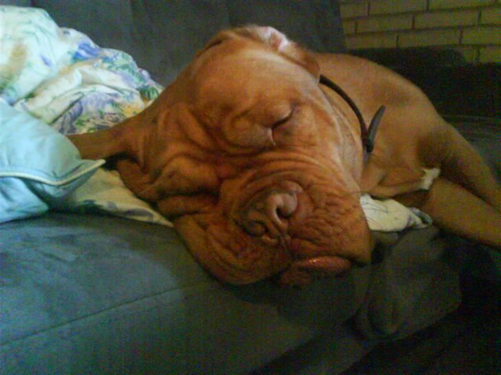 Dogue de bordeaux Betty (sveske) R.I.P.  - er jeg ikke sød billede 19