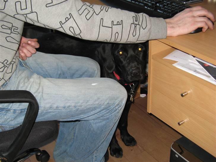 Blanding af racer Maggi - buhu gemmer mig lige ved far... billede 8