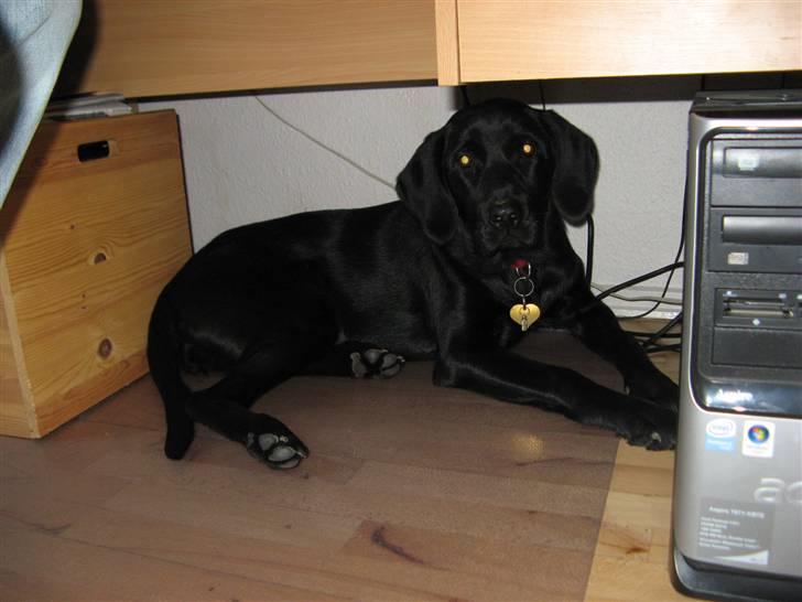 Blanding af racer Maggi - det er altså ik sjovt, når mor støvsuger.... tænk nu hvis den spiste mig... billede 9