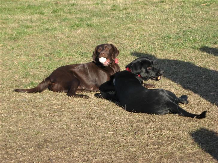 Blanding af racer Maggi - tager lige en slapper sammen med en af hunden nede fra skoven af!!! billede 10