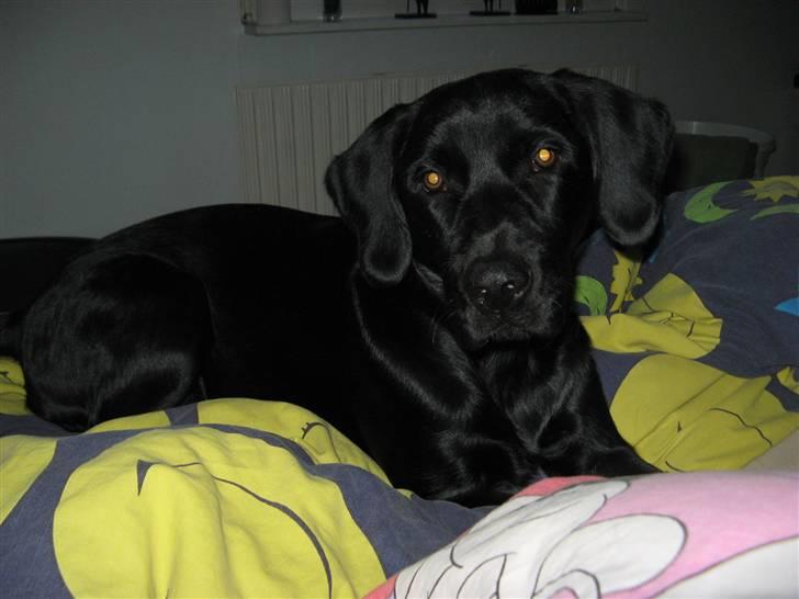 Blanding af racer Maggi - ligger lige i sengen igen vuf  billede 12