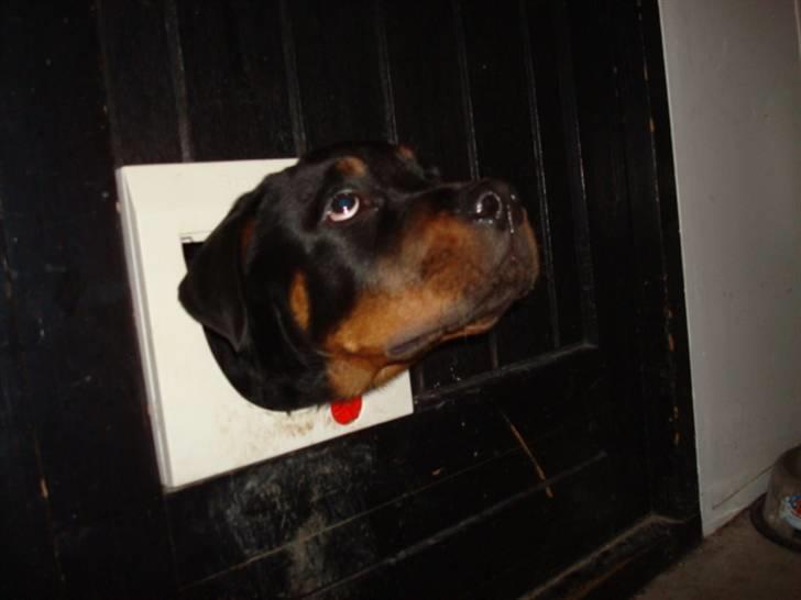 Rottweiler Buster - har i noget mad til mig?? billede 12