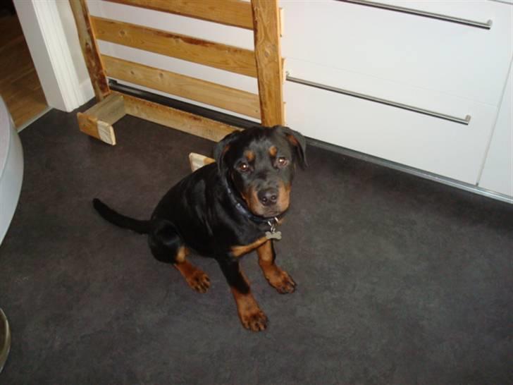 Rottweiler Buster - davs... billede 13