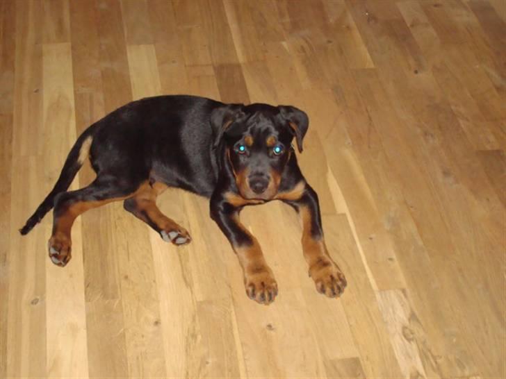 Rottweiler Buster - gider altså ikke det kamera lige nu.. billede 14