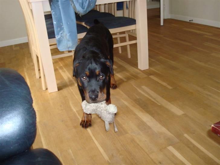 Rottweiler Buster - se min fine bamse billede 15