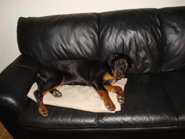Rottweiler Buster - her må jeg ikke være, men hvad mor og far ikke ved har de ikke ondt af... billede 16