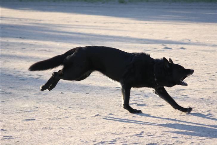 Schæferhund Alli <3 - Angrebs hunden Alli. Indkald. Hun er en kælling, så hver gang man giver hende en komando gør hun. Foto: Mig billede 12