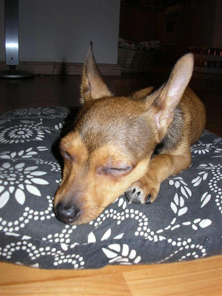 Blanding af racer Molly - En træt lille pige:o)  billede 14