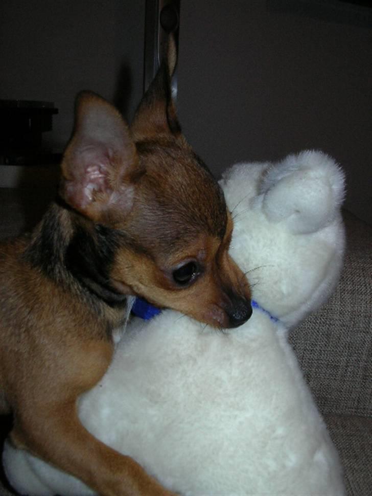 Blanding af racer Molly - Molly og hendes bamse;o)  billede 15