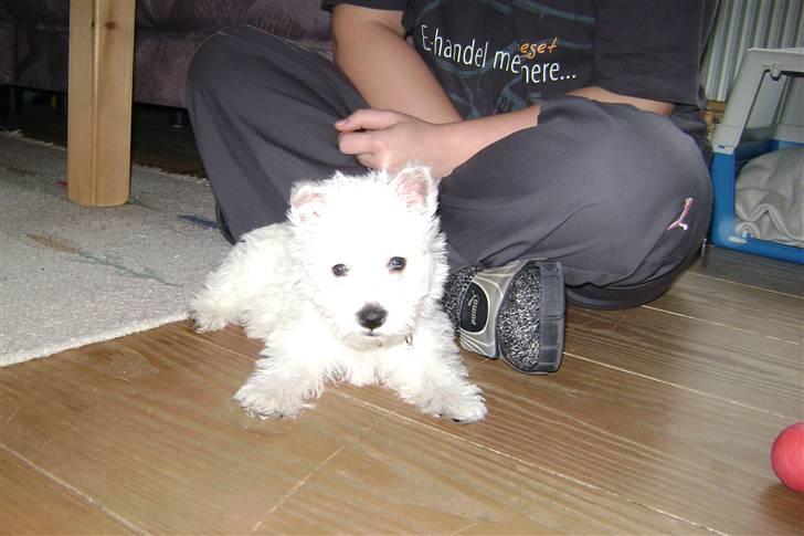 West highland white terrier Rødebros Balou - Hans øre er næsten oppe og stå  er han ikke kær billede 3