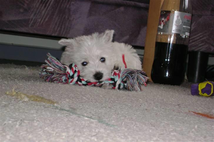 West highland white terrier Rødebros Balou - Han er meget lege syg bider i alt,  billede 4