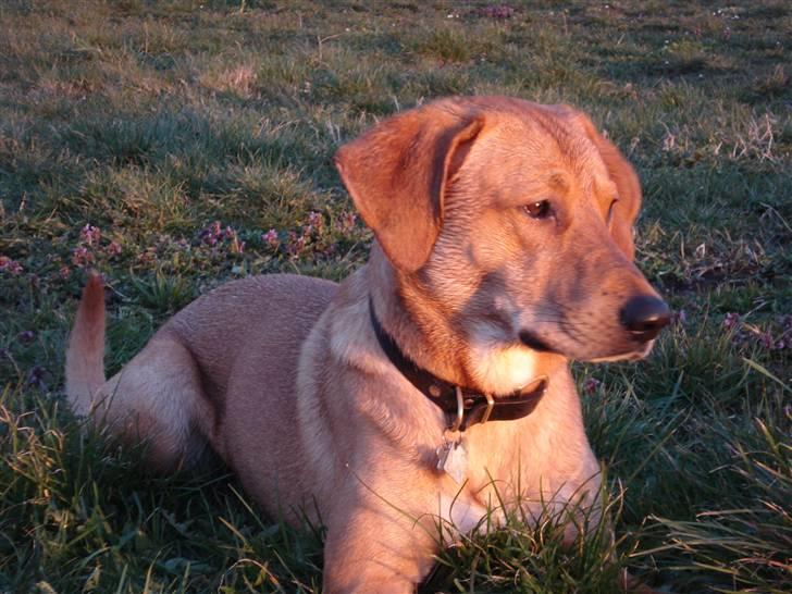 Blanding af racer Bamse billede 1