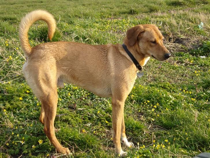 Blanding af racer Bamse billede 2