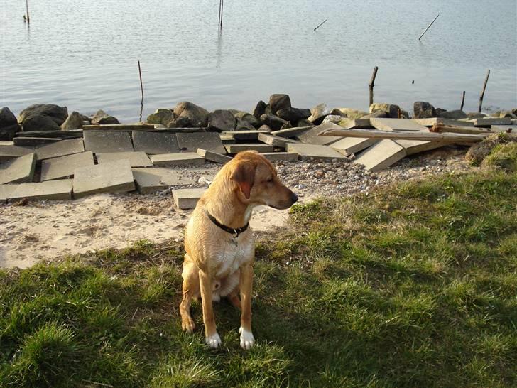 Blanding af racer Bamse billede 3