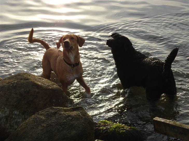 Blanding af racer Bamse - Bamse og hens nye ven Choice billede 4