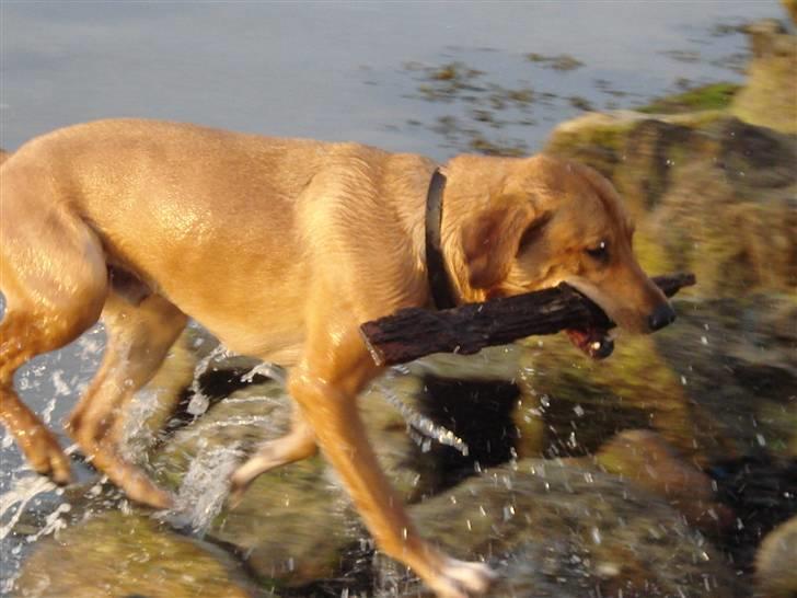 Blanding af racer Bamse billede 5