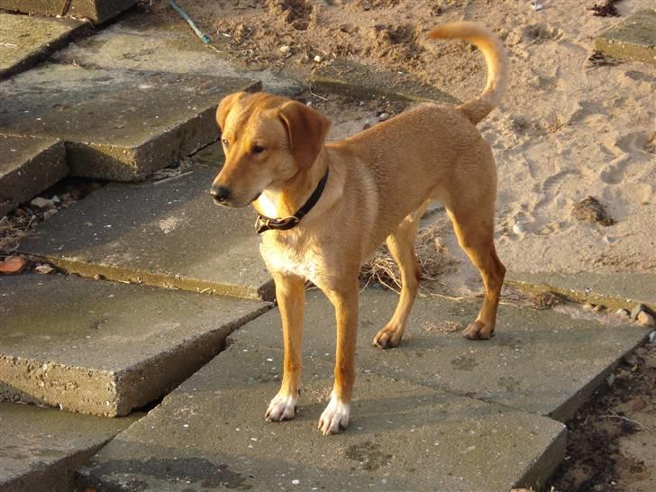 Blanding af racer Bamse billede 6