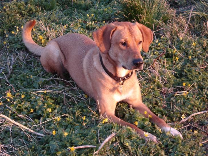 Blanding af racer Bamse billede 7