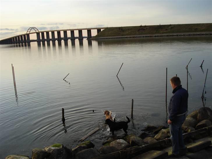 Blanding af racer Bamse billede 8