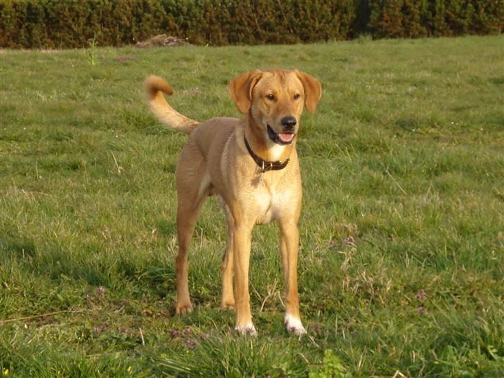 Blanding af racer Bamse billede 9