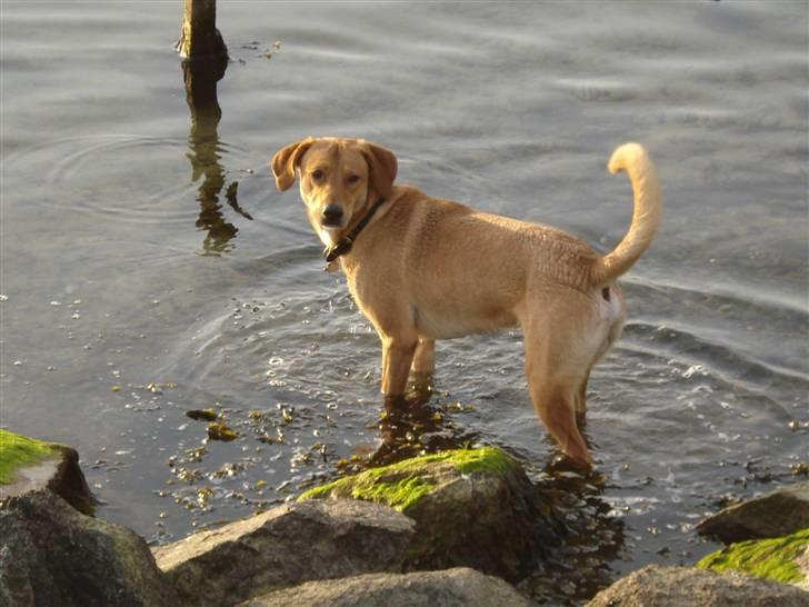 Blanding af racer Bamse billede 10