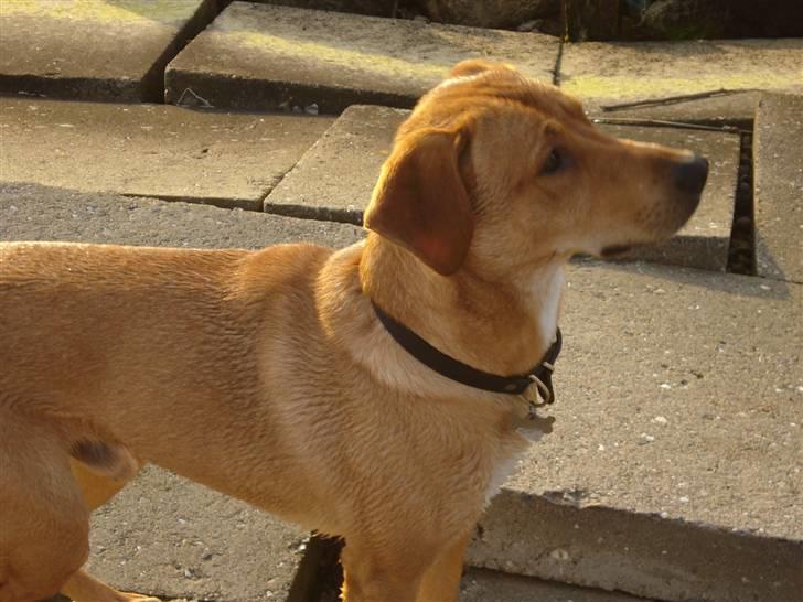 Blanding af racer Bamse billede 11