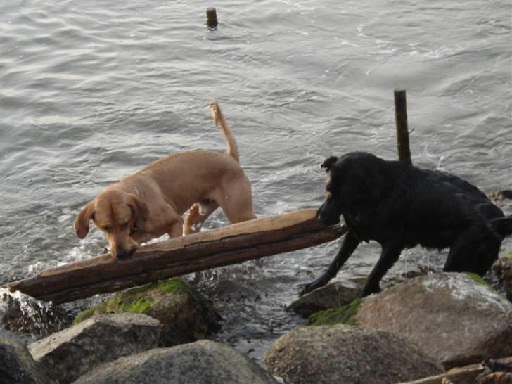 Blanding af racer Bamse billede 12