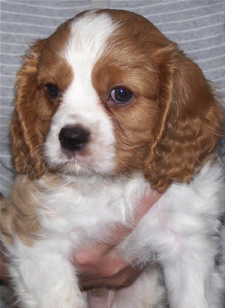 Cavalier king charles spaniel Saxo - 8uger billede 6