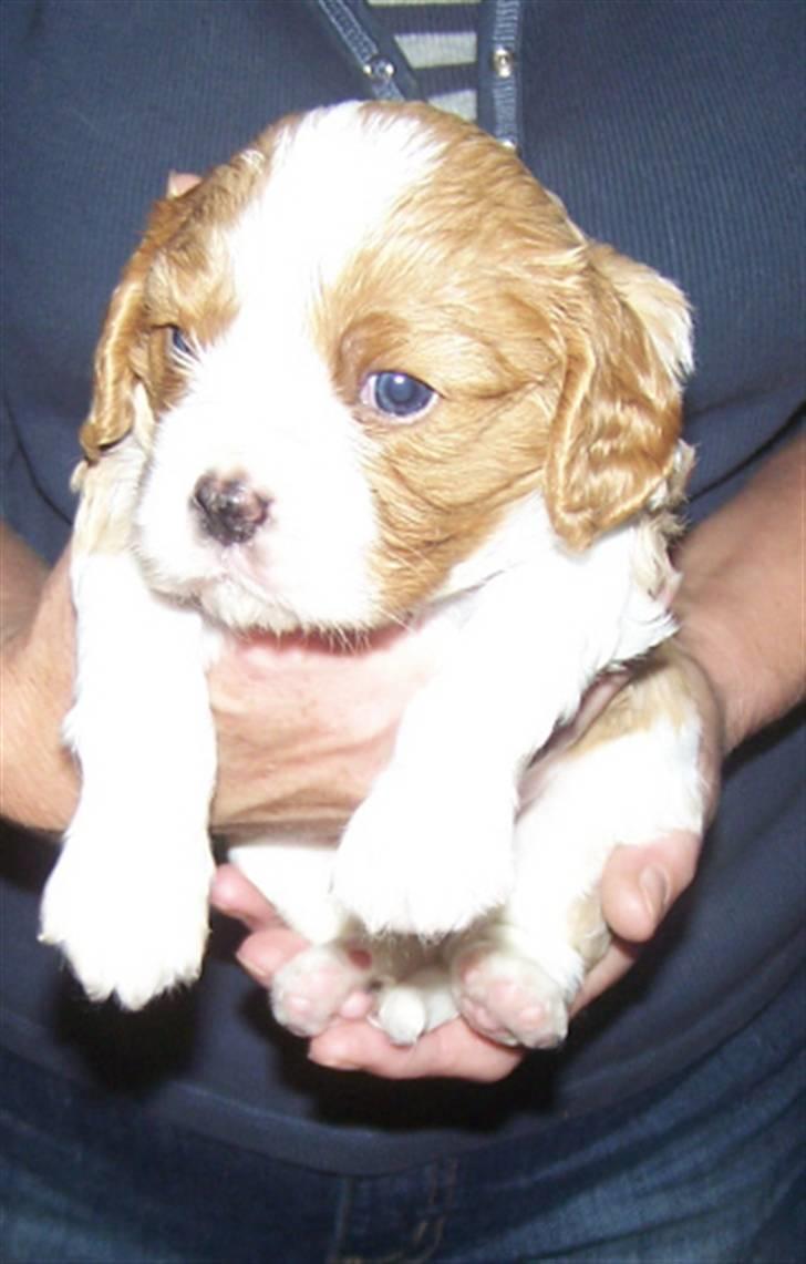 Cavalier king charles spaniel Saxo - 4 uger billede 7
