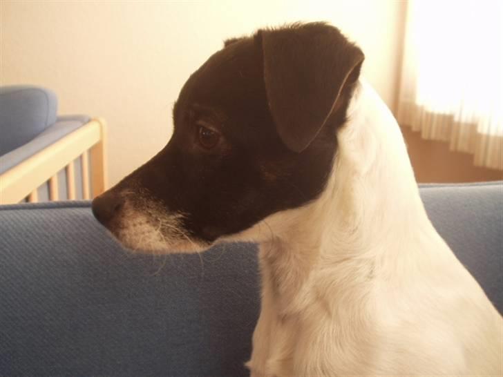 Dansk svensk gaardhund Lucky  - 17. billede 15