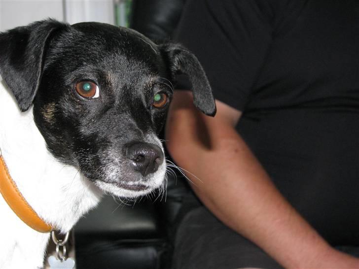 Dansk svensk gaardhund Lucky  - 18. billede 16