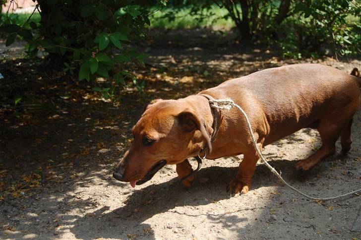 Gravhund ami - man det varmt finder lige noget skygge billede 6