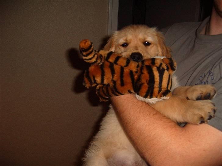 Golden retriever Zeus - så er jeg klar til at komme i seng...=)  billede 10