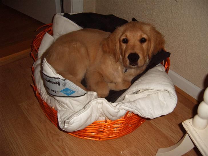 Golden retriever Zeus billede 13