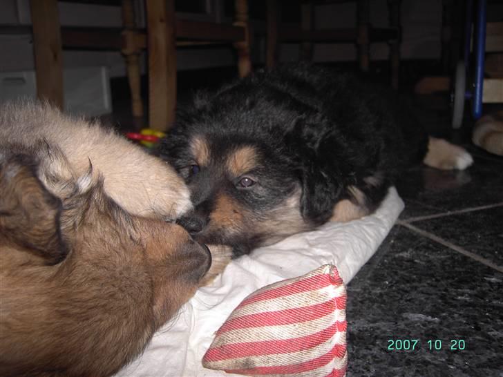 Blanding af racer Aris <3 billede 16