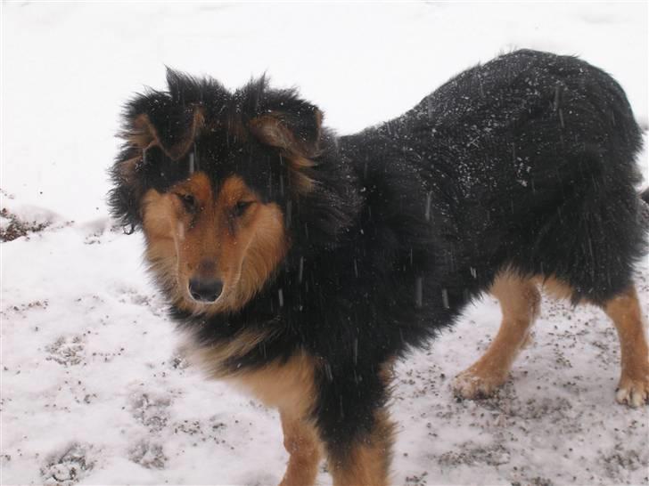 Blanding af racer Aris <3 - Aris i sneen 08´ billede 17