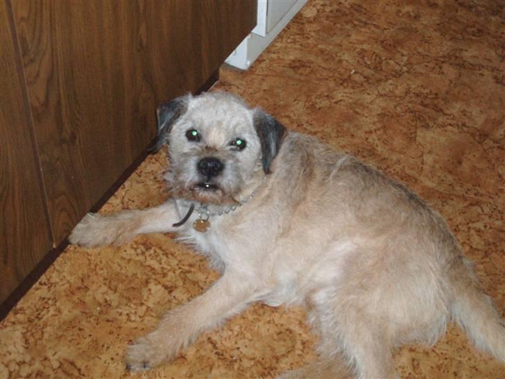 Border terrier holger:P død:´( billede 8