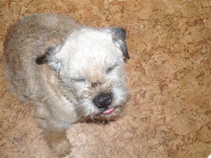 Border terrier holger:P død:´( - æhh dæh nu kan du ikk tage billeder a mig :)´ billede 9