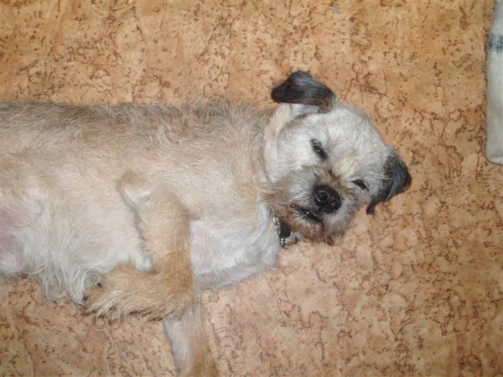 Border terrier holger:P død:´( - ejjji hva nu? kan du ikk se jeg sover! :D billede 10
