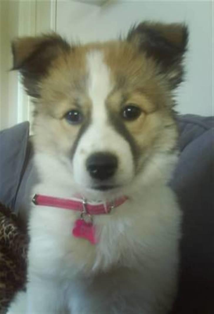 Blanding af racer Puk billede 14