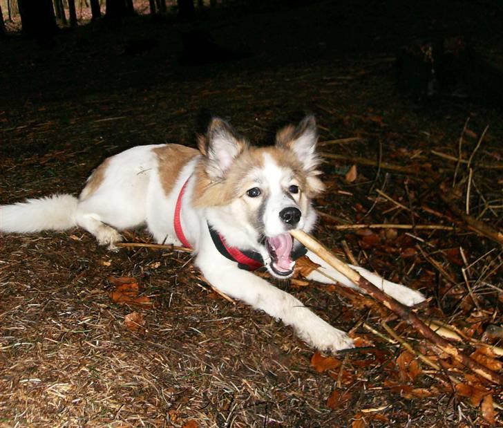 Blanding af racer Puk billede 15