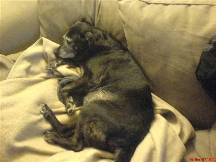 Blanding af racer Blackie - Blackie bobler videre om chokolade måske ? billede 2