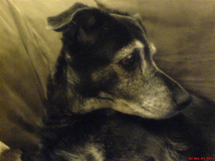 Blanding af racer Blackie - Nogle rasler med chokoladepapir :b hun kan høre når der er noget i eller om det er spist.. hah :)  billede 3