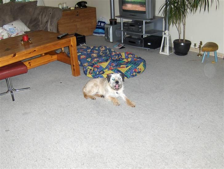 Border terrier holger:P død:´( billede 11