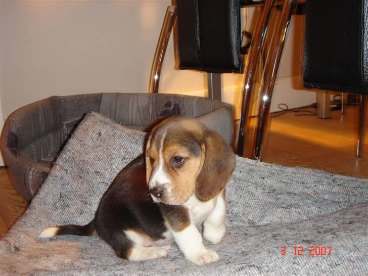 Beagle Bubbles (Død 19/12 - 07) - Jeg er lige kommet hjem - har ikke rigtig vænnet mig til det endnu. billede 1