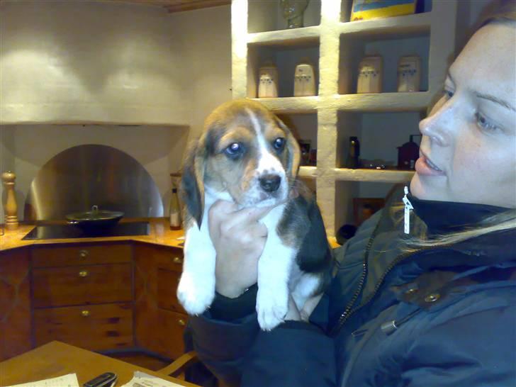 Beagle Bubbles (Død 19/12 - 07) - Her er jeg kun ca. 6 uger gammel - det er første gang mor og far ser mig. billede 2