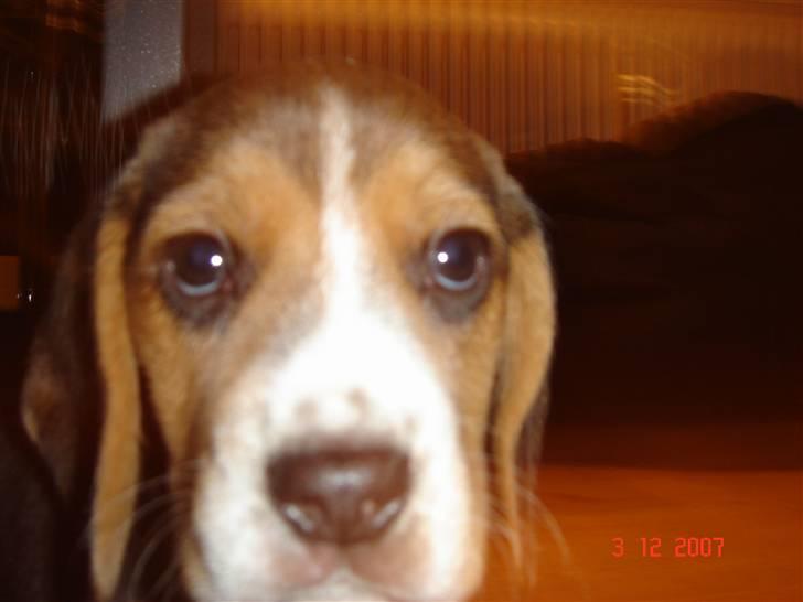 Beagle Bubbles (Død 19/12 - 07) - Hmm... det kamera skal da lige undersøges nærmere. billede 3