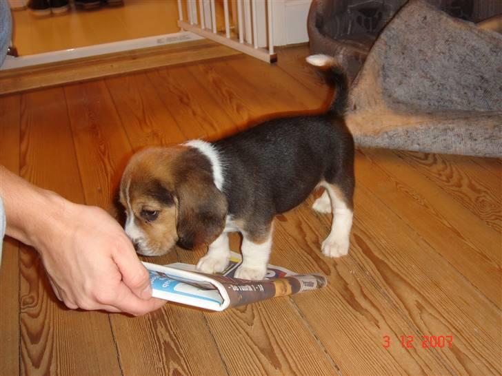 Beagle Bubbles (Død 19/12 - 07) - Hvis du slipper avisen så spiser jeg den far, det gør jeg altså... billede 4
