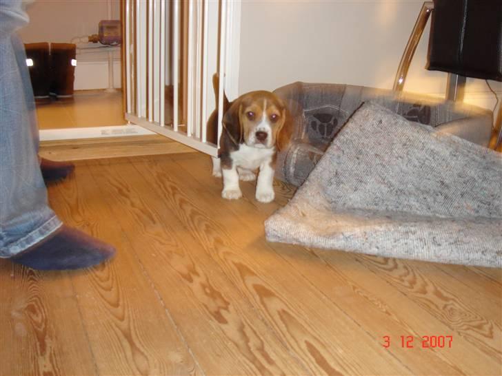Beagle Bubbles (Død 19/12 - 07) - Her er jeg ved siden af min kurv og mit tæppe... billede 5